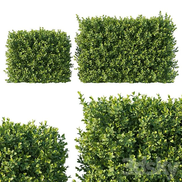 Boxwood 04 3D Model