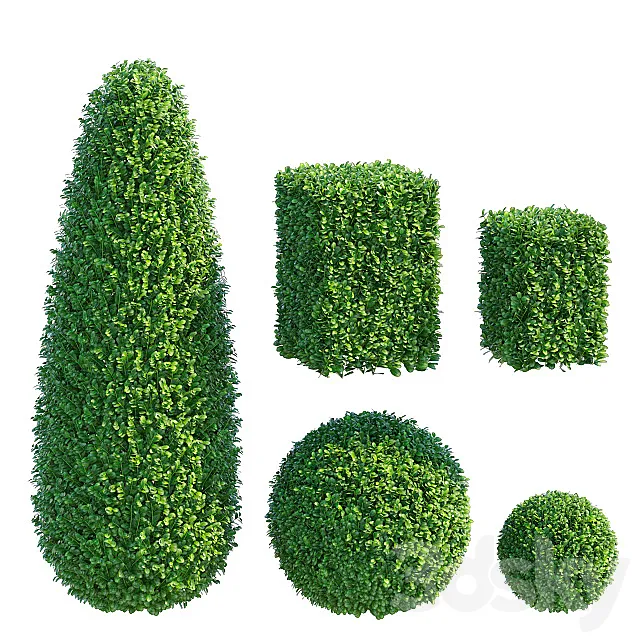 Boxwood 3D Model