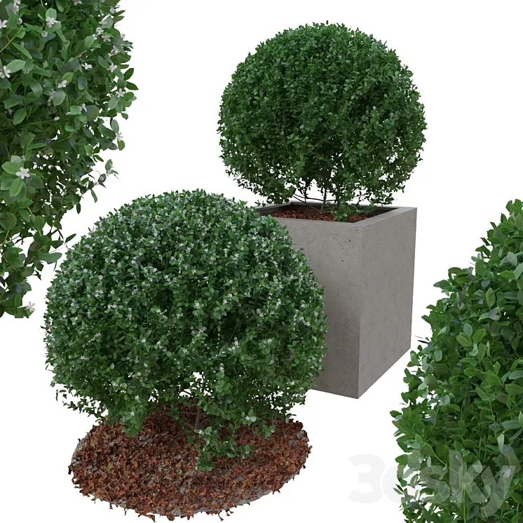 Boxwood bush in the form of a ball 3D Model Boxwood bush in the form of a ball 3D Model