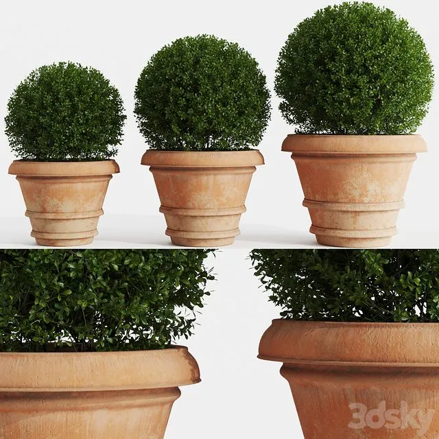 Boxwood evergreen in clay pots 3D Model Boxwood evergreen in clay pots 3D Model