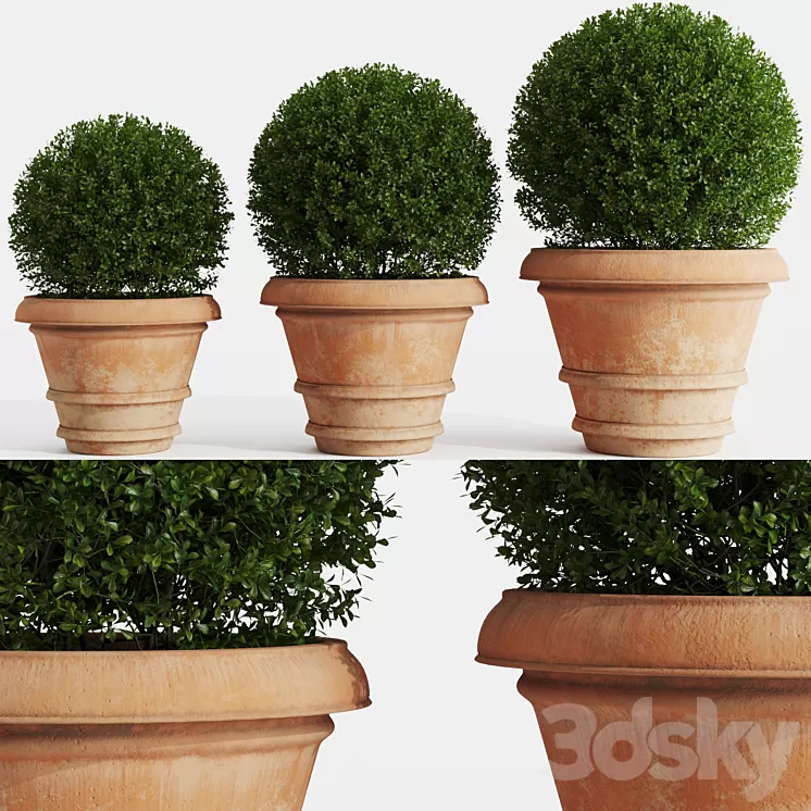Boxwood evergreen in clay pots 3D Model
