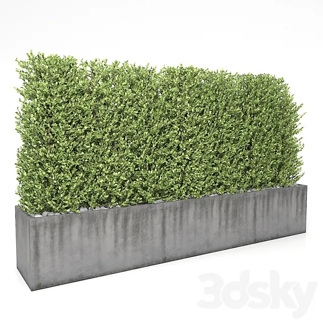 Boxwood – hedge 3D Model