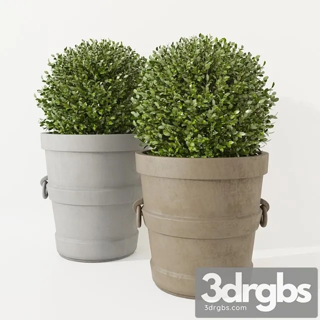 Boxwood In Pots Restoration Hardware 3D Model Download