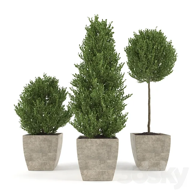 Boxwood – Set 1 3D Model Boxwood – Set 1 3D Model