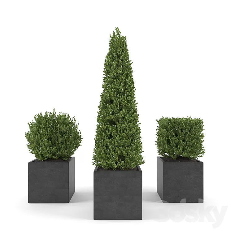 Boxwood – Set 2 3D Model Boxwood – Set 2 3D Model