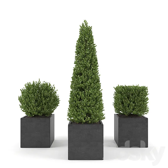 Boxwood – Set 2 3DModel Boxwood – Set 2 3DModel