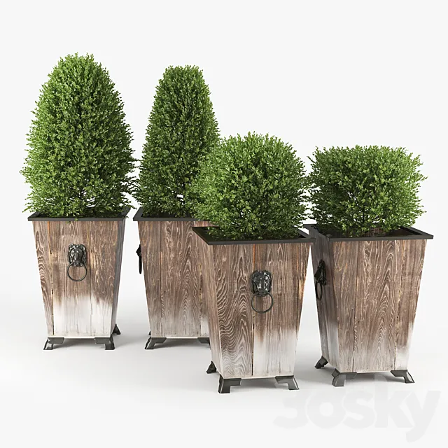 BOXWOOD TOPIARY 3D Model BOXWOOD TOPIARY 3D Model