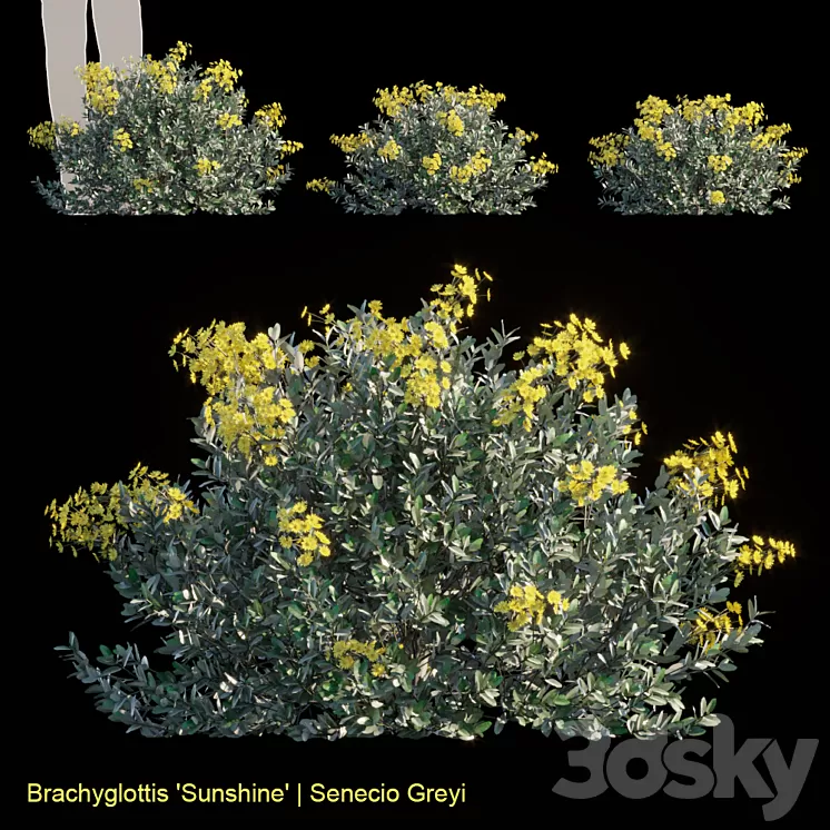 Brachyglottis Sunshine | Senecio gray 3D Model Brachyglottis Sunshine | Senecio gray 3D Model