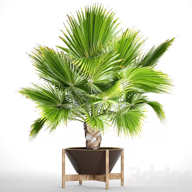 Brahea edulis 2. fan palm brachea bismarckia palm tree in a flowerpot pot decorative outdoor blue palm 3D Model