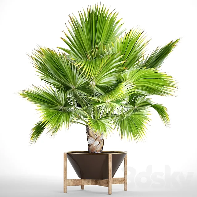 Brahea edulis 2. fan palm. brachea. bismarckia. palm tree in a flowerpot. pot. decorative. outdoor. blue palm 3DModel Brahea edulis 2. fan palm. brachea. bismarckia. palm tree in a flowerpot. pot. decorative. outdoor. blue palm 3DModel