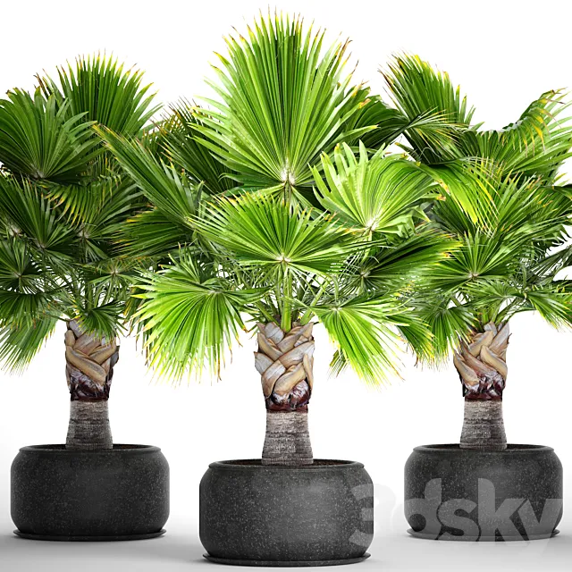 Brahea edulis. Brachea. fan palm. decorative. outdoor. indoor. black pot. flowerpot 3DModel Brahea edulis. Brachea. fan palm. decorative. outdoor. indoor. black pot. flowerpot 3DModel