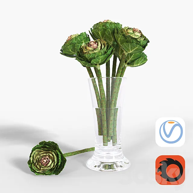 Brassica 3D Model