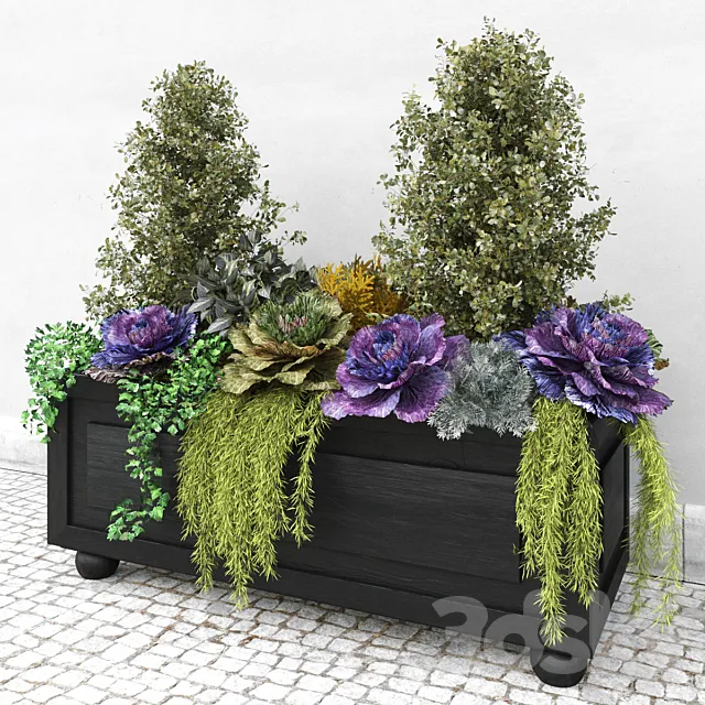 Brassica oleracea (Ornamental Cabbage) 3D Model Brassica oleracea (Ornamental Cabbage) 3D Model