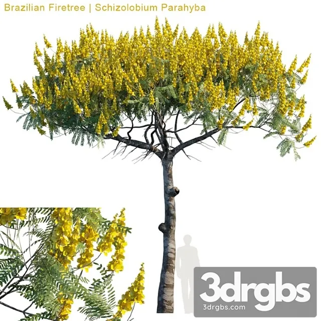 Brazilian Firetree Schizolobium Parahyba 2 1 3D Model Download Brazilian Firetree Schizolobium Parahyba 2 1 3D Model Download