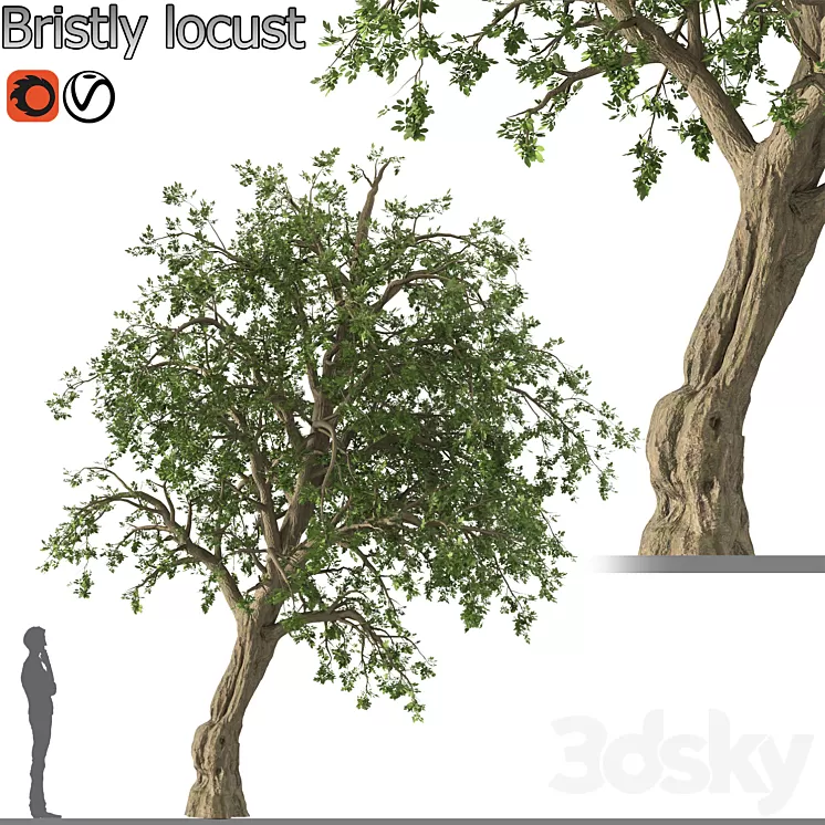 Bristly locust tree (1 Tree) 3D Model