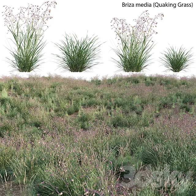 Briza media – Quaking Grass 01 3D Model Briza media – Quaking Grass 01 3D Model
