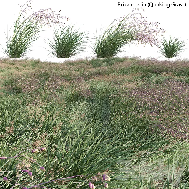 Briza media – Quaking Grass 02 3D Model Briza media – Quaking Grass 02 3D Model