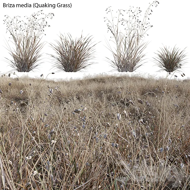 Briza media – Quaking Grass 03 3D Model Briza media – Quaking Grass 03 3D Model