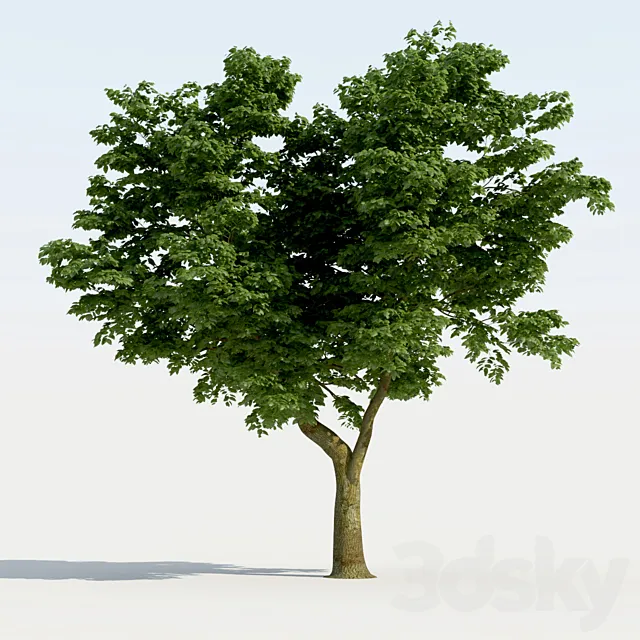 Broadleaf Tree 01 3D Model Broadleaf Tree 01 3D Model