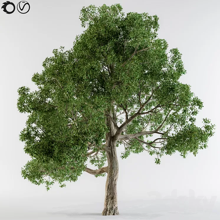 Broadleaf tree 3D Model
