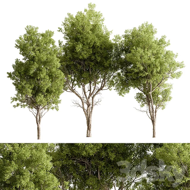 Broadleaf Tree Set 318 3D Model