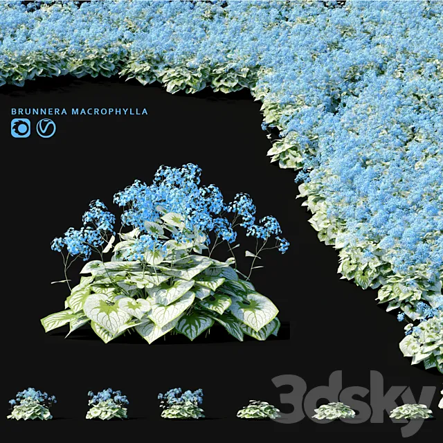 Brunner large-leaved flowers | Brunnera macrophylla 3D Model
