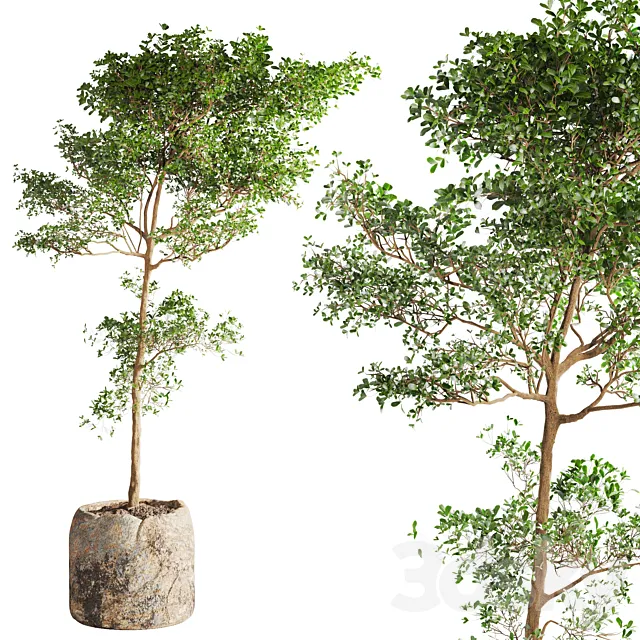 bucida buceras Plant in Handmade Planter 3D Model