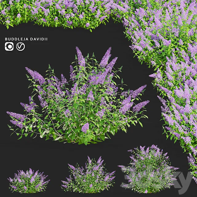 Buddley David bushes | Buddleja davidii 3D Model