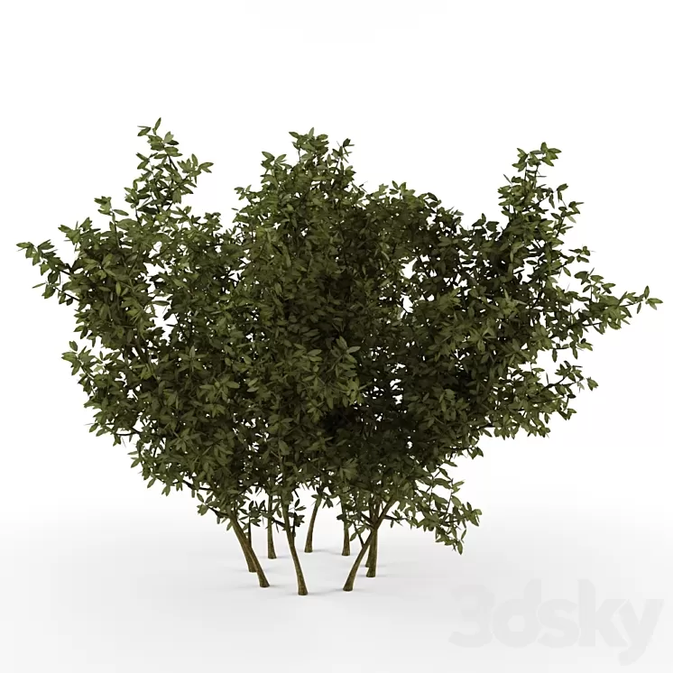 Bush 3D Model