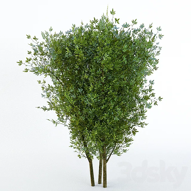 Bush 3D Model