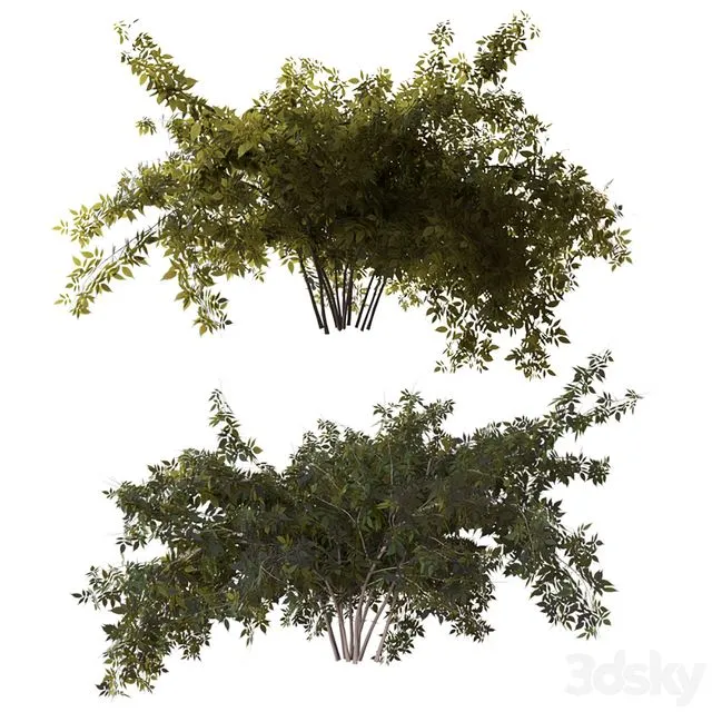 Bush 3D Model