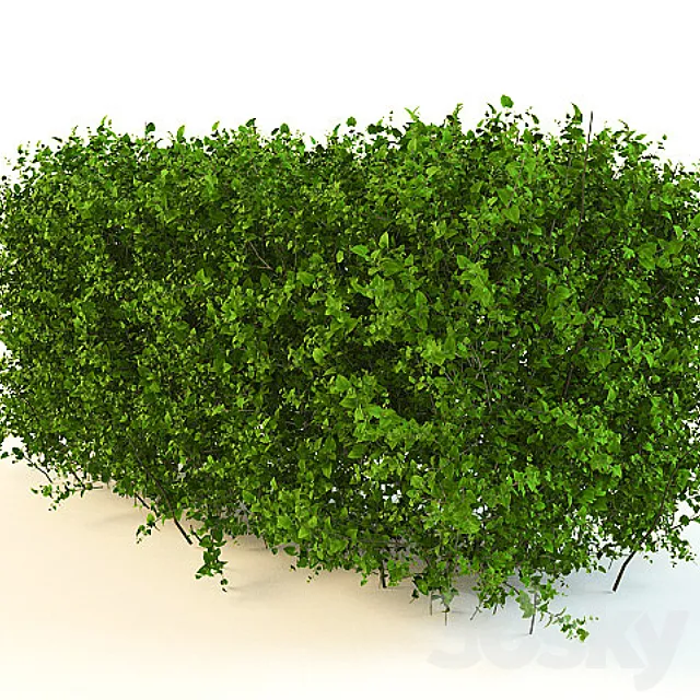 Bush 3DModel