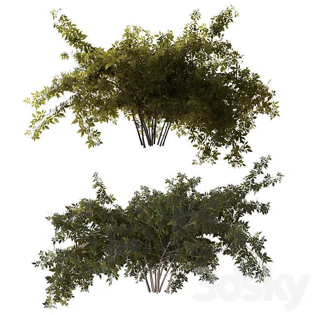 Bush 3DModel