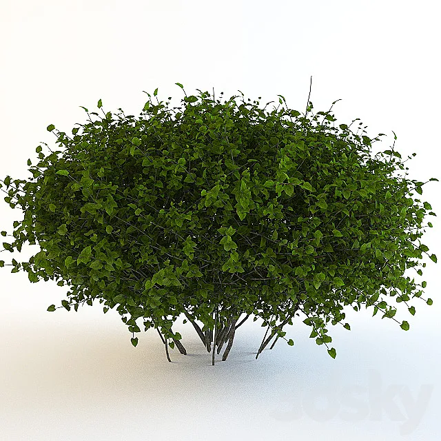 Bush continuation 3D Model