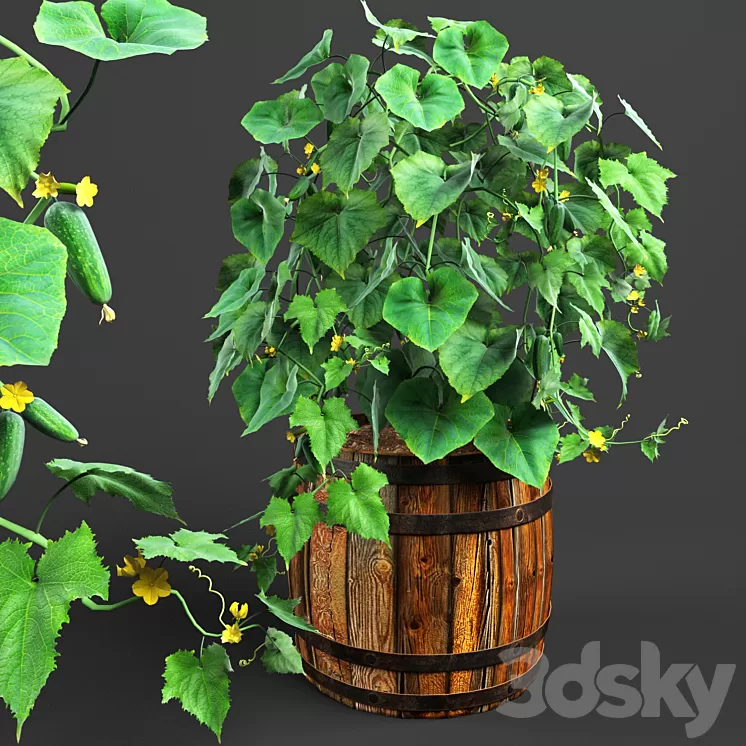 bush cucumber 3D Model bush cucumber 3D Model