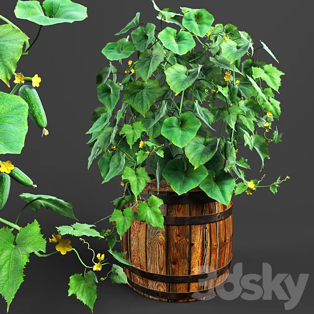 bush cucumber 3DModel bush cucumber 3DModel