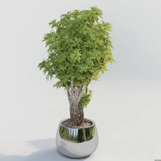 Bush in a pot 3D Model Bush in a pot 3D Model