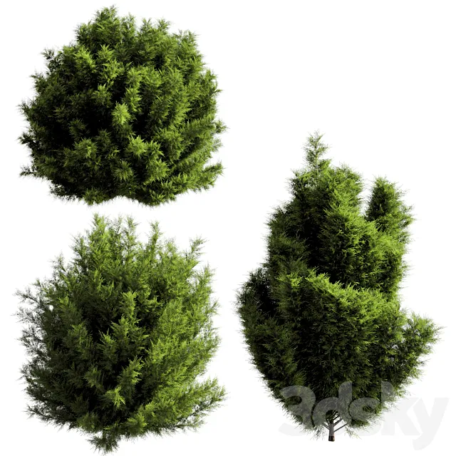 bush outdoor grass 053 3D Model