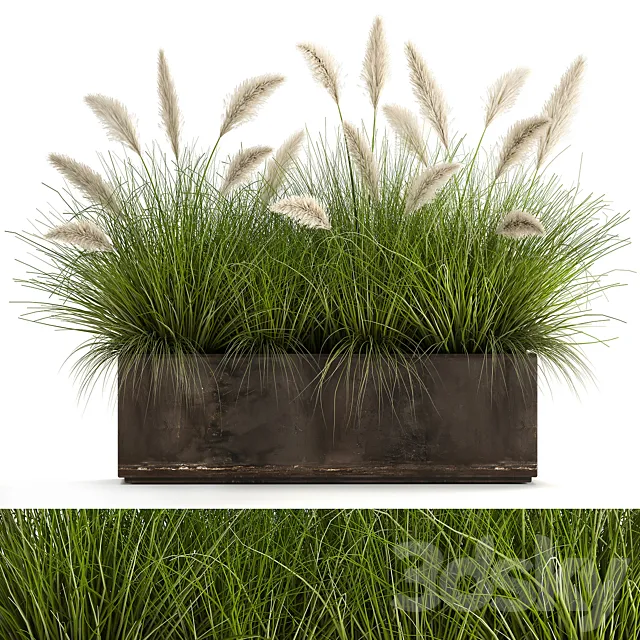Bush plants in a metal outdoor pot with white Pampas grass veynik reed. 902. 3D Model