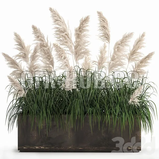 Bush white pampas grass in a street rusty metal pot 1033 3D Model Bush white pampas grass in a street rusty metal pot 1033 3D Model