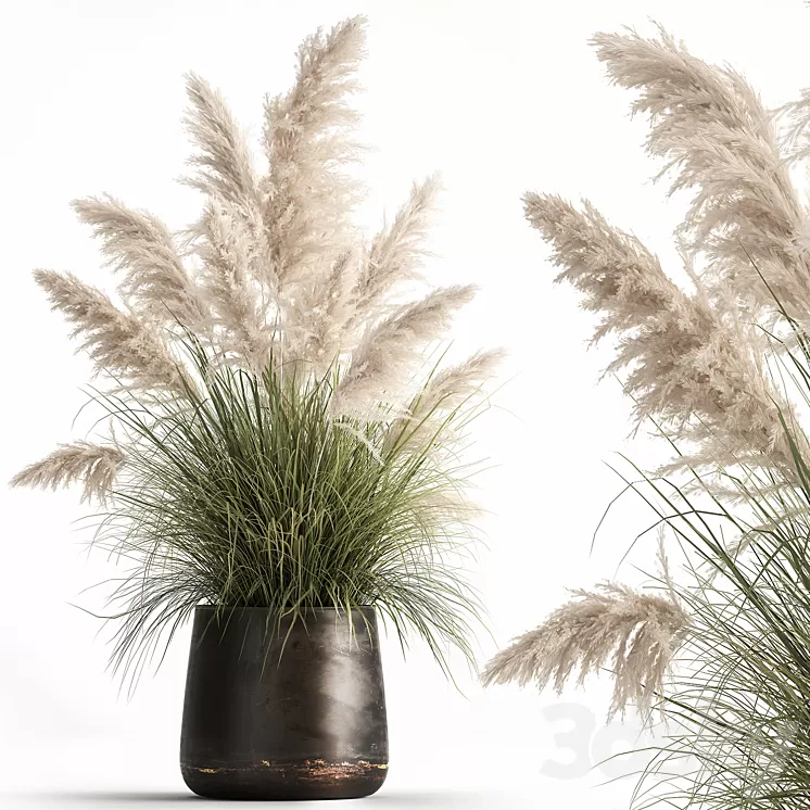 Bush white pampas grass in a street rusty metal pot white reed Cortaderia.  1032. 3D Model