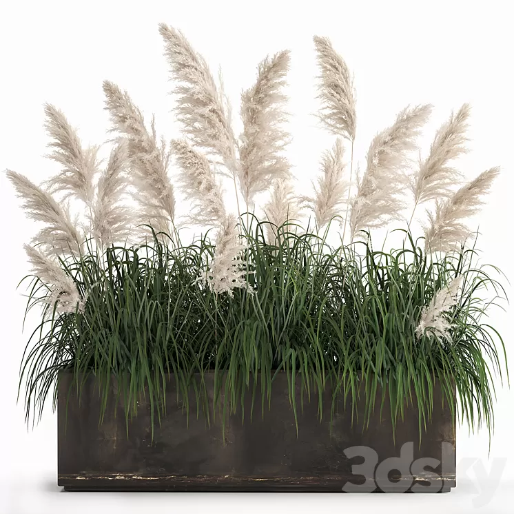 Bush white pampas grass in a street rusty metal pot white reed Cortaderia.  1033. 3D Model