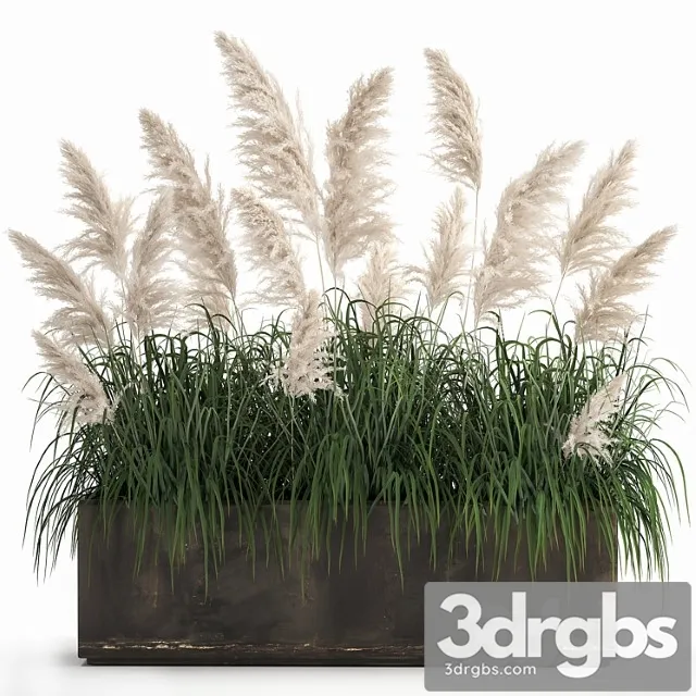 Bush White Pampas Grass In Street Rusty Metal Pot White Reed Cortaderia 1033 3D Model Download