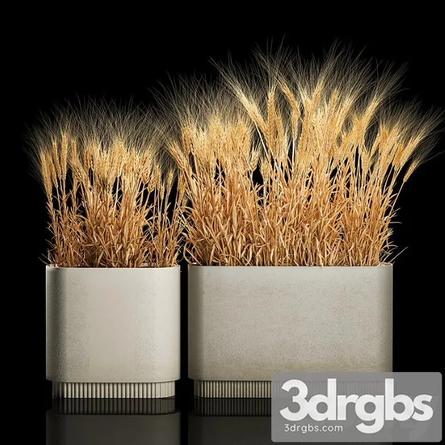 Bushes of Dry Wheat Ears in Flower Pots Suhotsvet Eco Table Collection of Plants 1204 3D Model Download