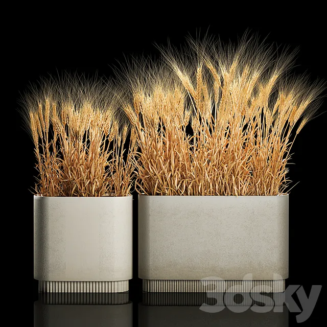 Bushes of spikelets of dry wheat in flowerpots dried flowers eco style. Plant collection 1204 3D Model