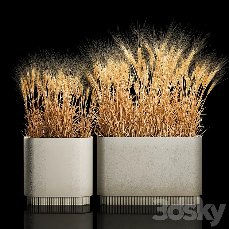 Bushes of spikelets of dry wheat in flowerpots dried flowers eco style. Plant collection 1204 3D Model Free Download