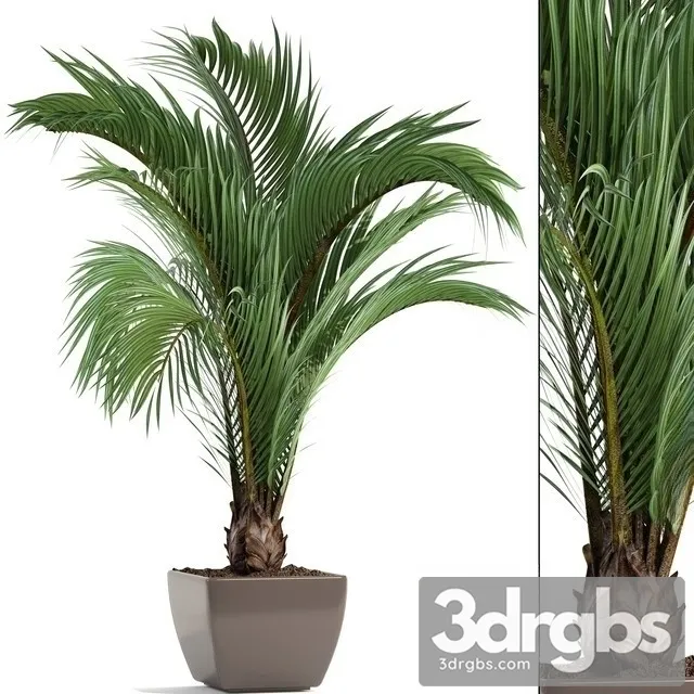 Butia Capitata 3D Model Download