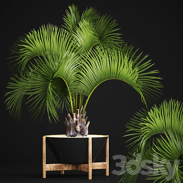 Butia capitata palm Decorative palm tree in a black flowerpot office plants interior loft flower butia 3D Model Butia capitata palm Decorative palm tree in a black flowerpot office plants interior loft flower butia 3D Model