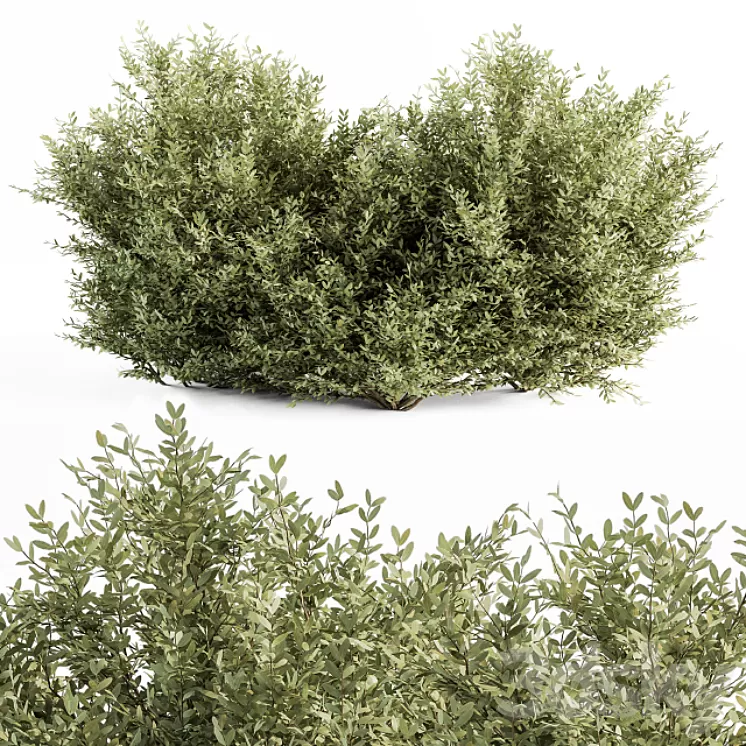 Buxsus Leaf Bush – Bush Set 27 3D Model