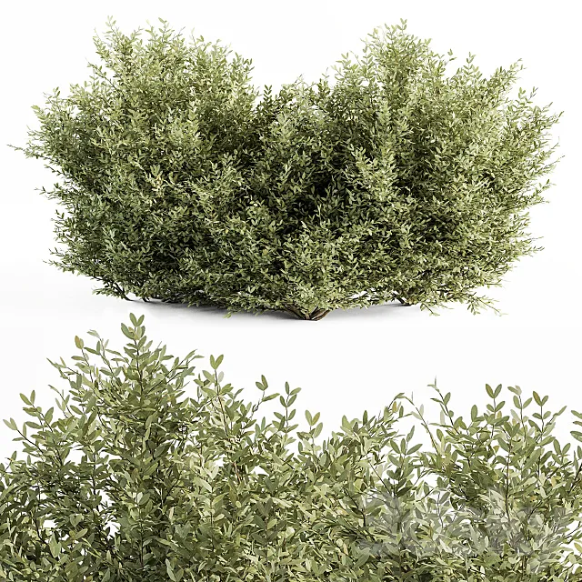 Buxsus Leaf Bush – Bush Set 27 3DModel